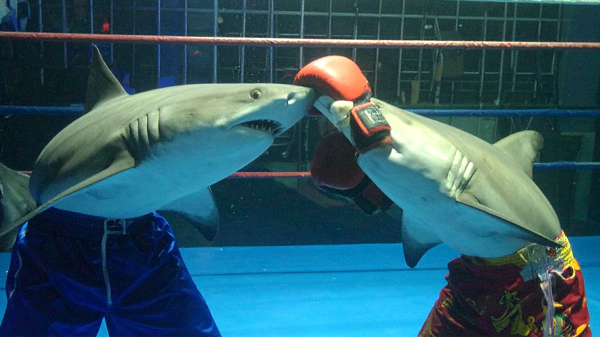 UFC - Ultimate Fin Championship